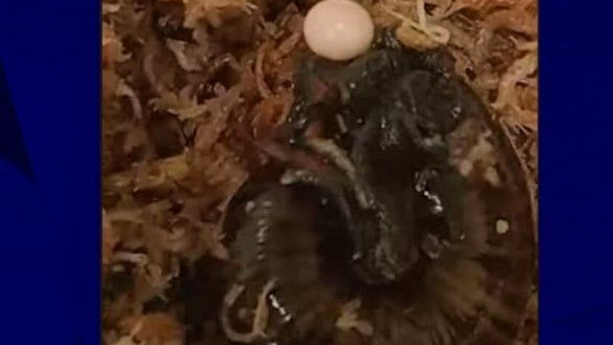 A kind of filmed snail laying by the neck