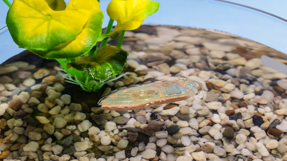 EPFL designs a edible robot for fish