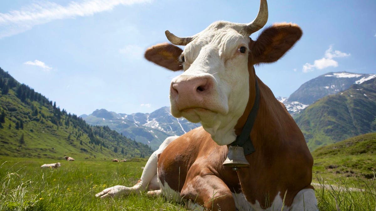 For good cheeses, cows must continue the grass