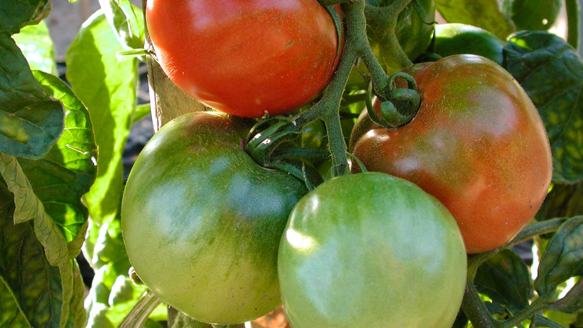 Regional varieties, a matter of taste!