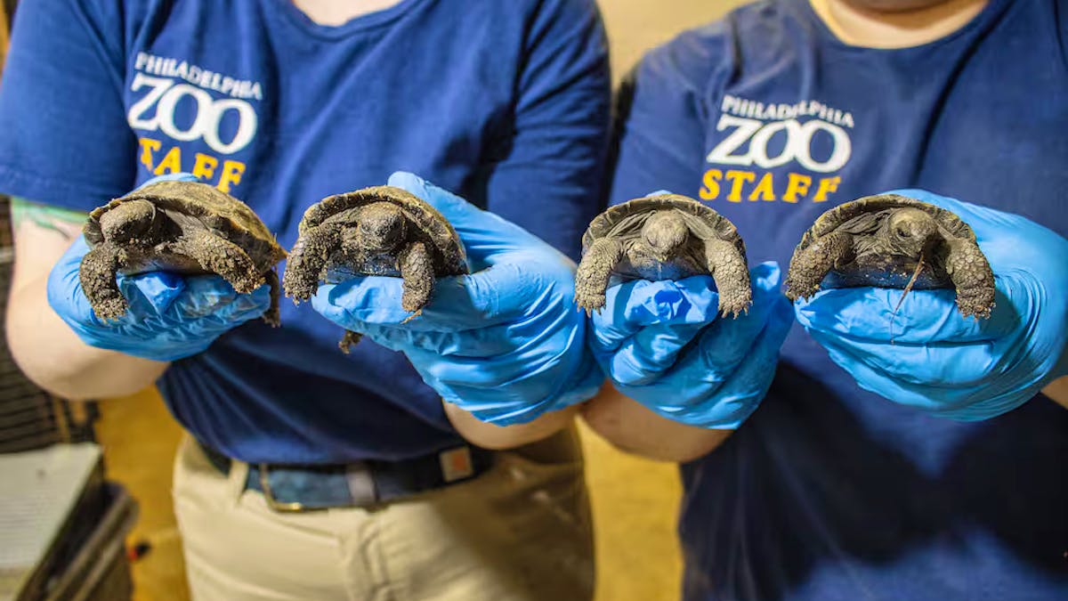 A couple welcomes their first babies at almost 100 years