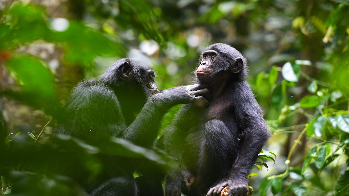 By giving up, bonobos females dominate males