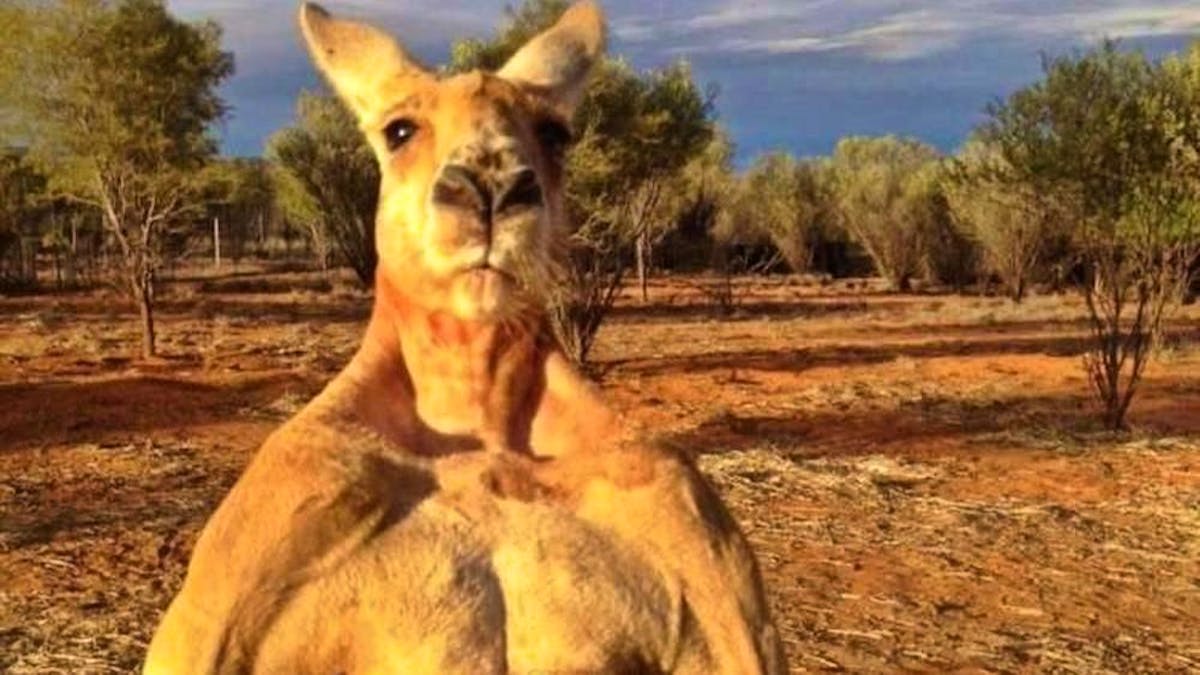 Giant kangaroos victims of a "climate upheaval"