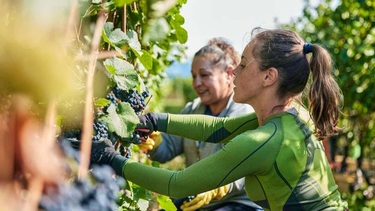 Five myths on the harvest ... and what is really true