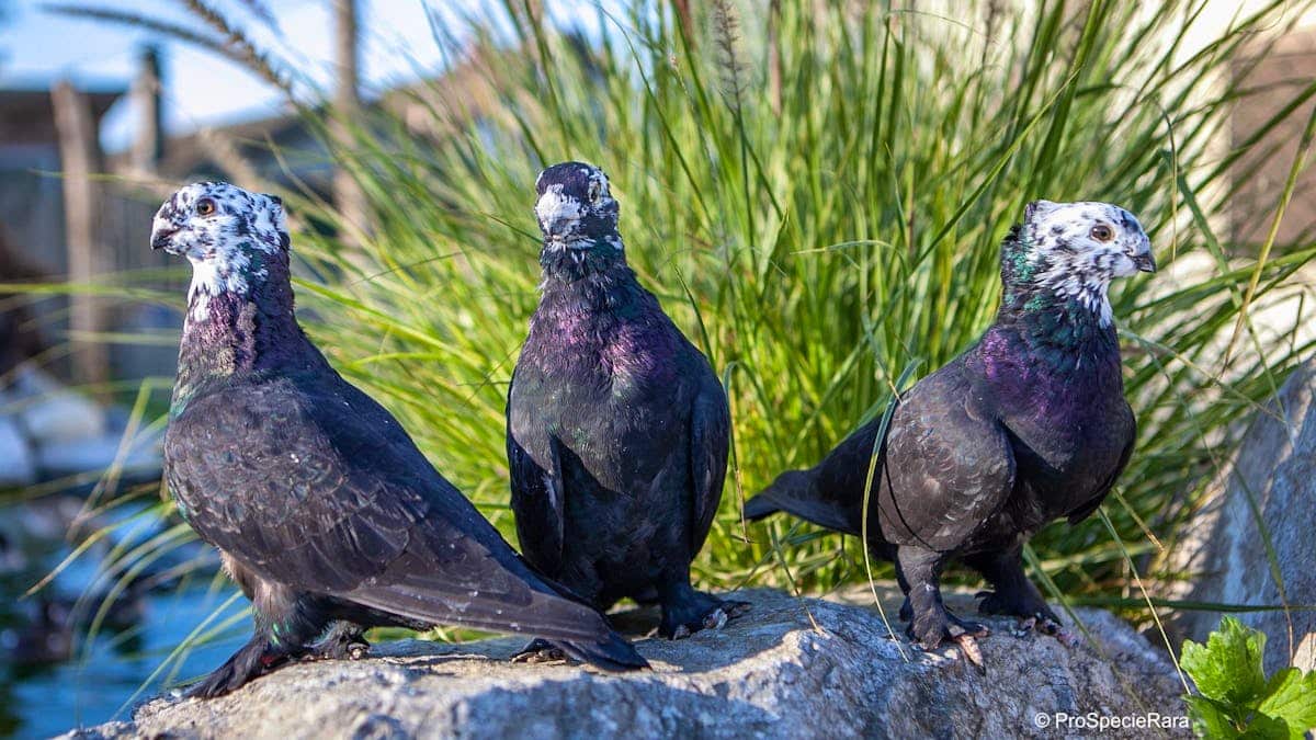 Swiss pigeon breeds: a cultural heritage