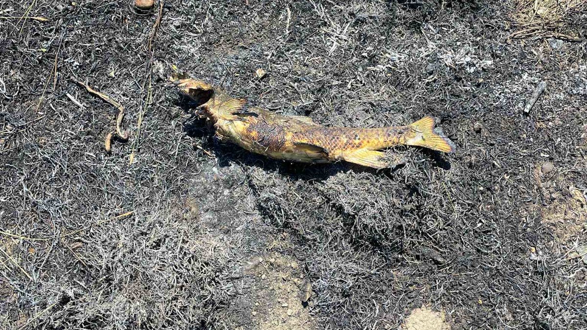 A fish released by a bird causes a fire