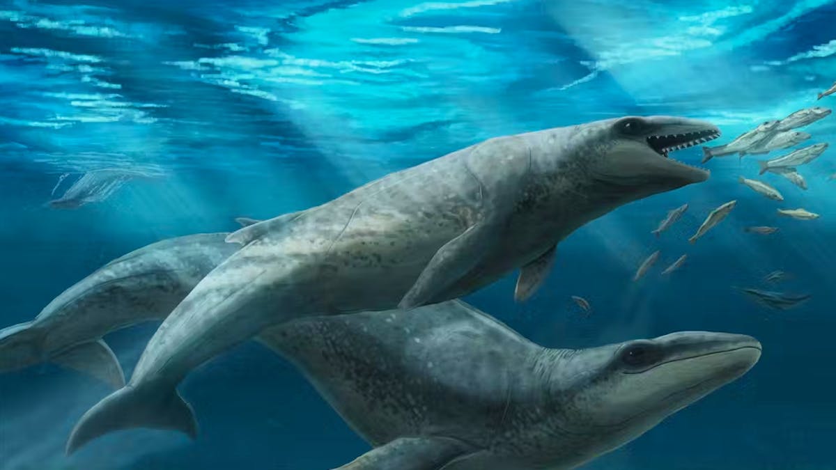 A small prehistoric whale, but with very sharp teeth