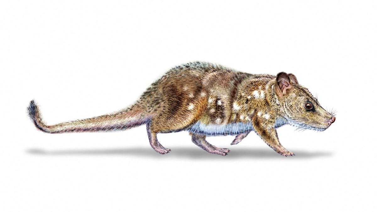 Discovery of a small mammal living in the time of dinosaurs