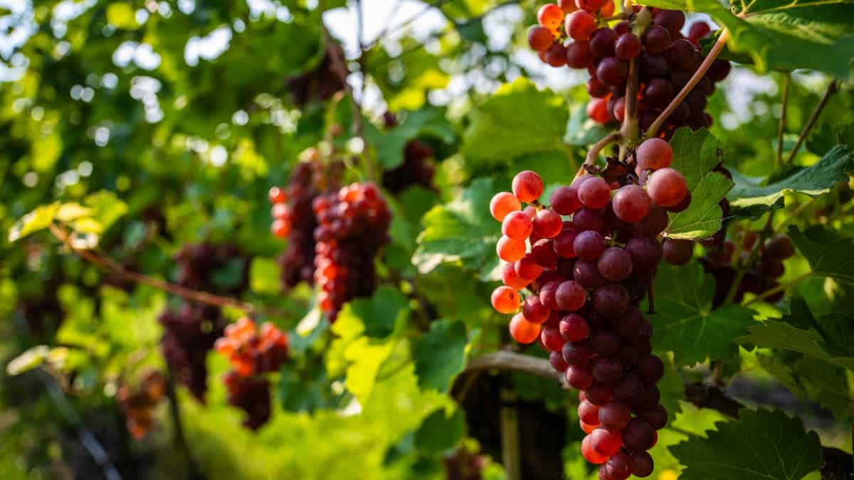 In northern Germany, viticulture turned upside down