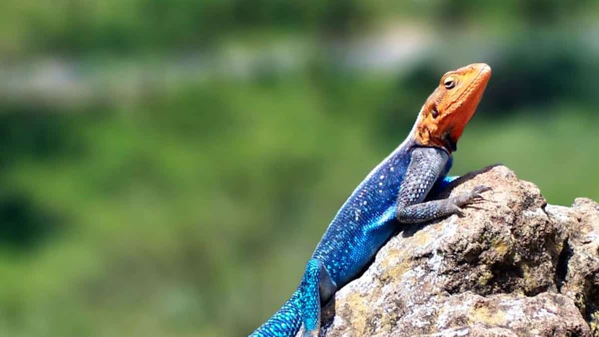Lizards love pizza, especially the four cheeses