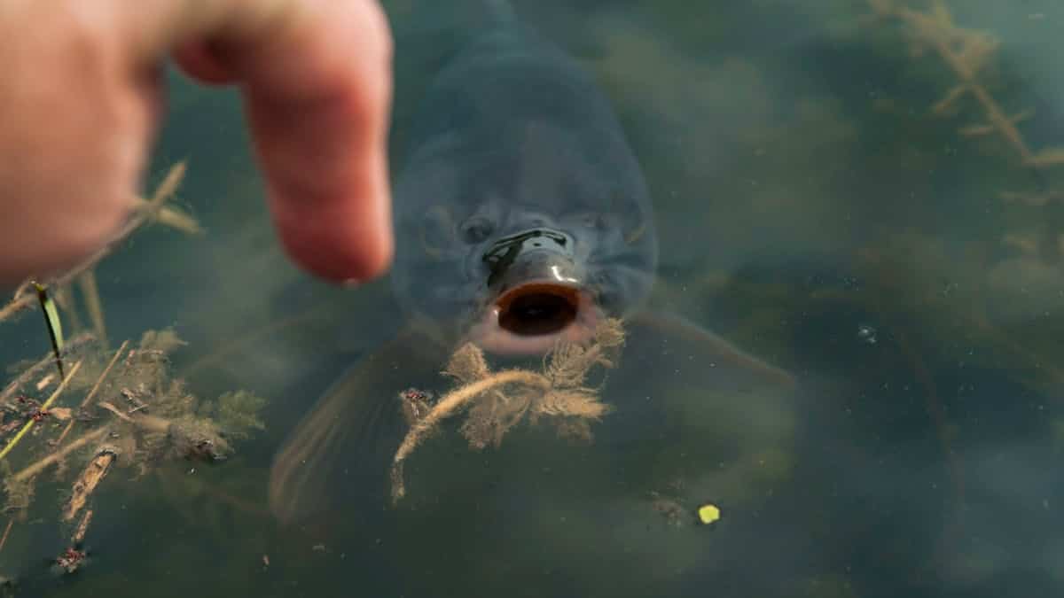 Our fingers were created from the digestive system