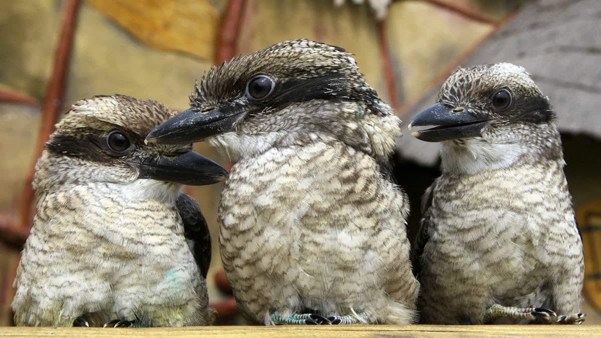 Surprising sex change rate in wild birds