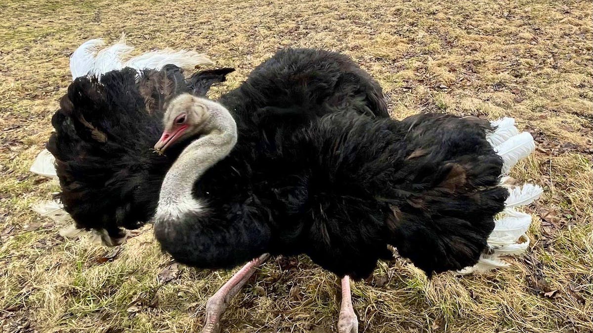 The ancestor of the ostrich and the riot could fly