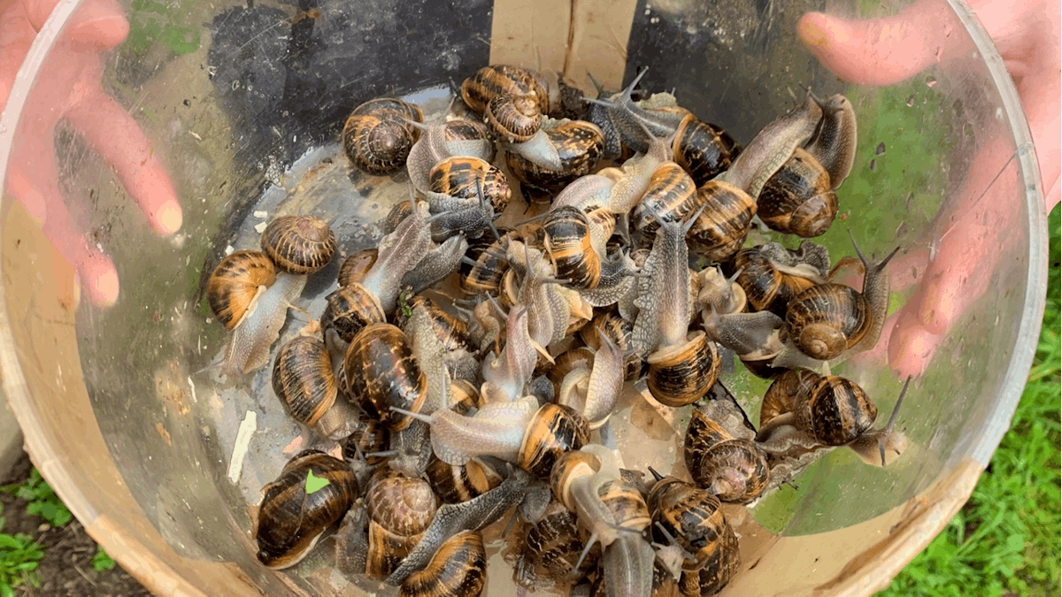 The fable of beef and snail