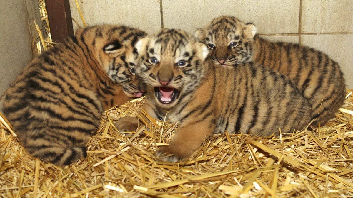 Their mother refuses to raise them: the three -tiger euthanasia zoo