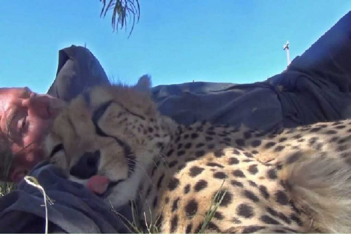 Close-up photo capturing a tender moment with a cheetah