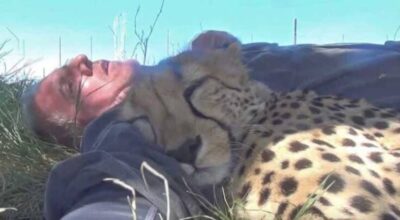 Heart-Melting Moment: Wildlife Photographer Wakes to Find a Cheetah Snuggled in His Arms