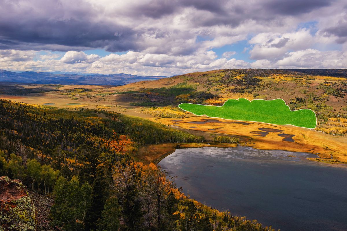 Meet Pando: The World’s Largest—and Oldest—Living Organism, a Jaw-Dropping 17 Times Older Than the Pyramids of Giza