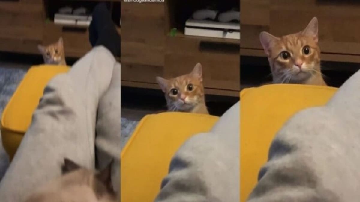 Adorably Jealous Cat’s Priceless Reaction to Seeing Its Owner with Another Kitten Is Going Viral