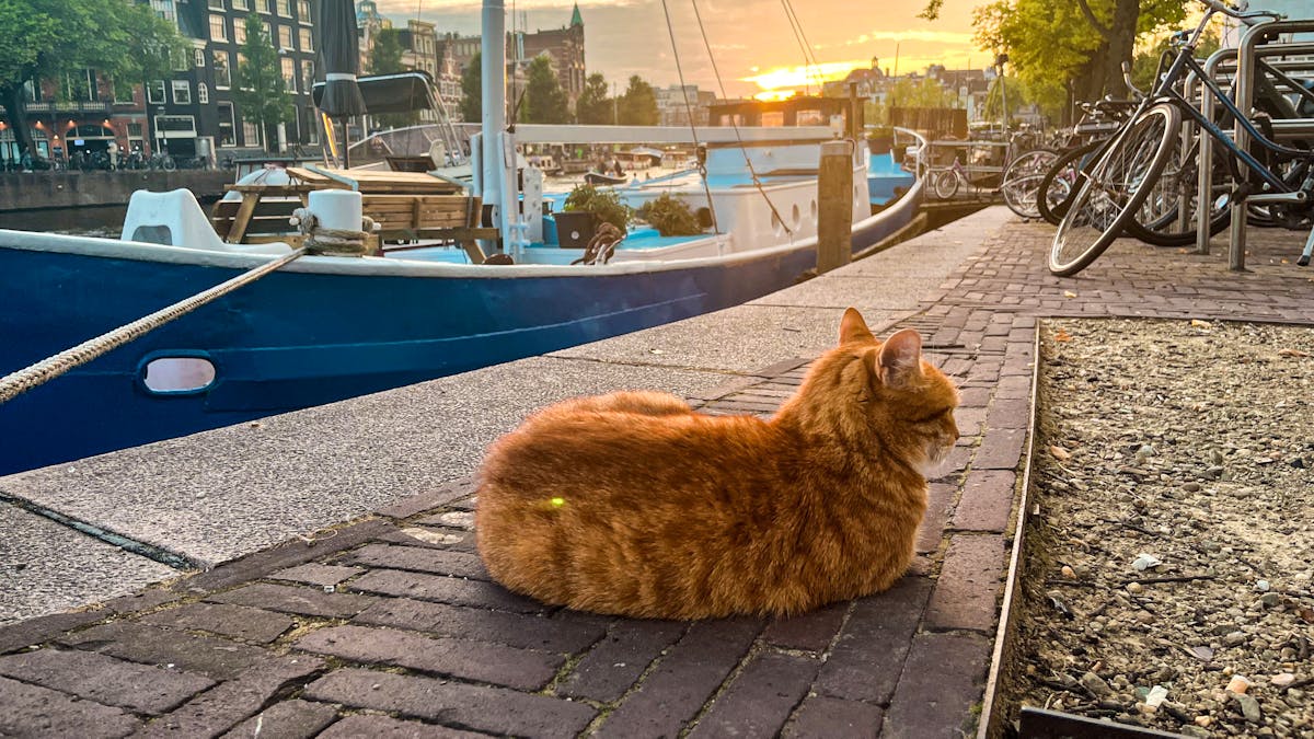Amsterdam is developing its canals to save cats from drowning