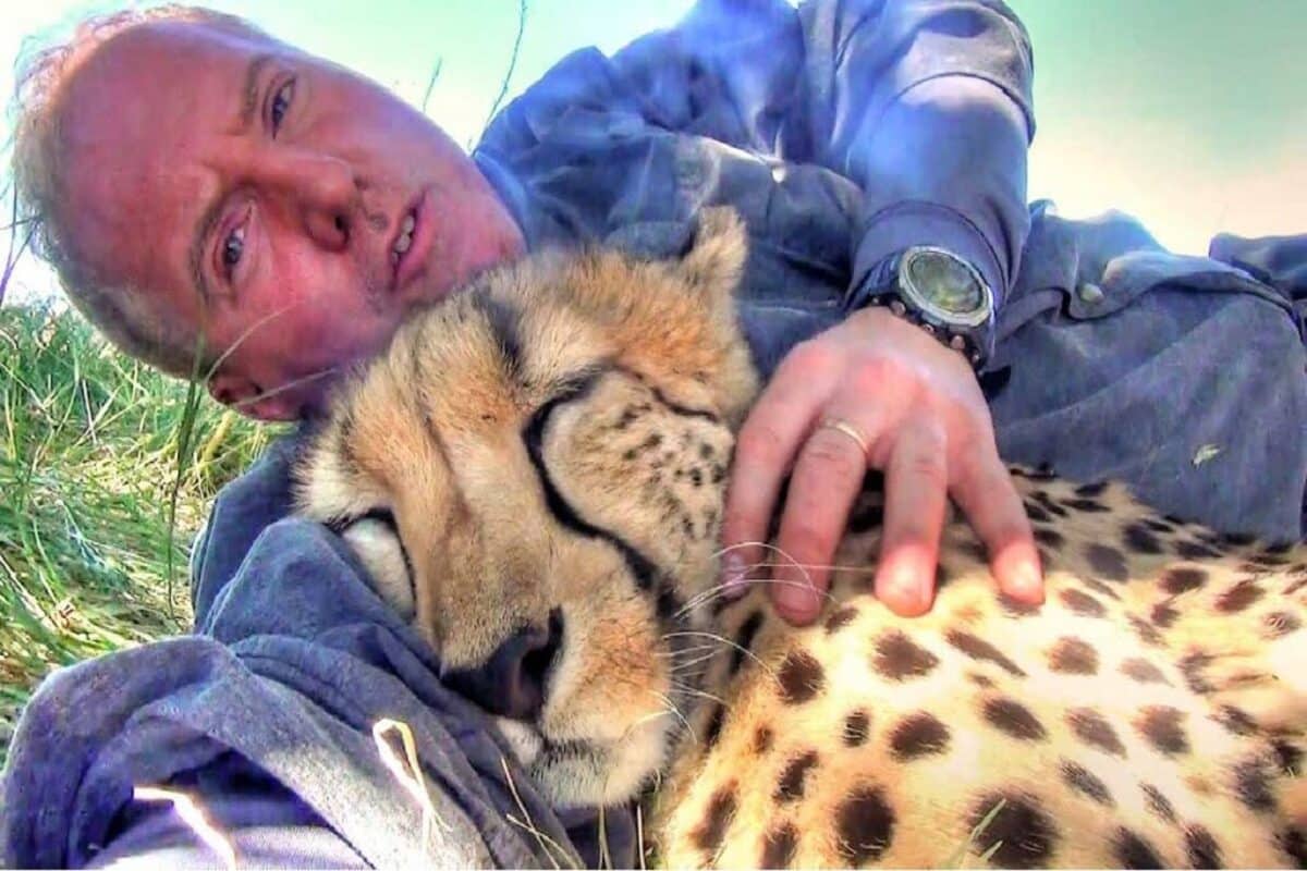 A cheetah named Eden cuddling beside a resting volunteer