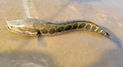 Scientists Sound the Alarm: Land-Surviving ‘Walking Fish’ Sparks Growing Concern Across the US and EU