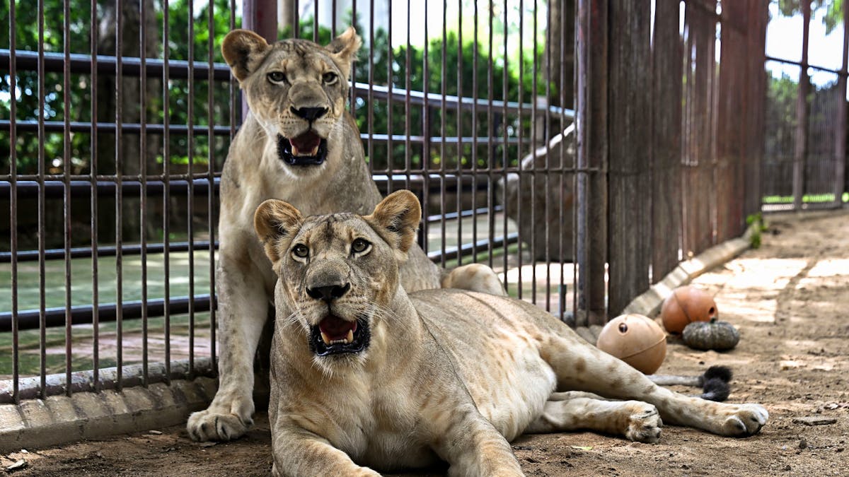 The number of domestic lions explodes: “pure madness”