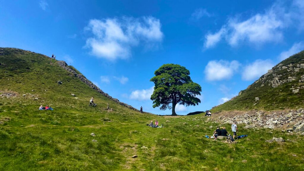 Destruction of the “Sycamore Gap Tree”: the ax has fallen