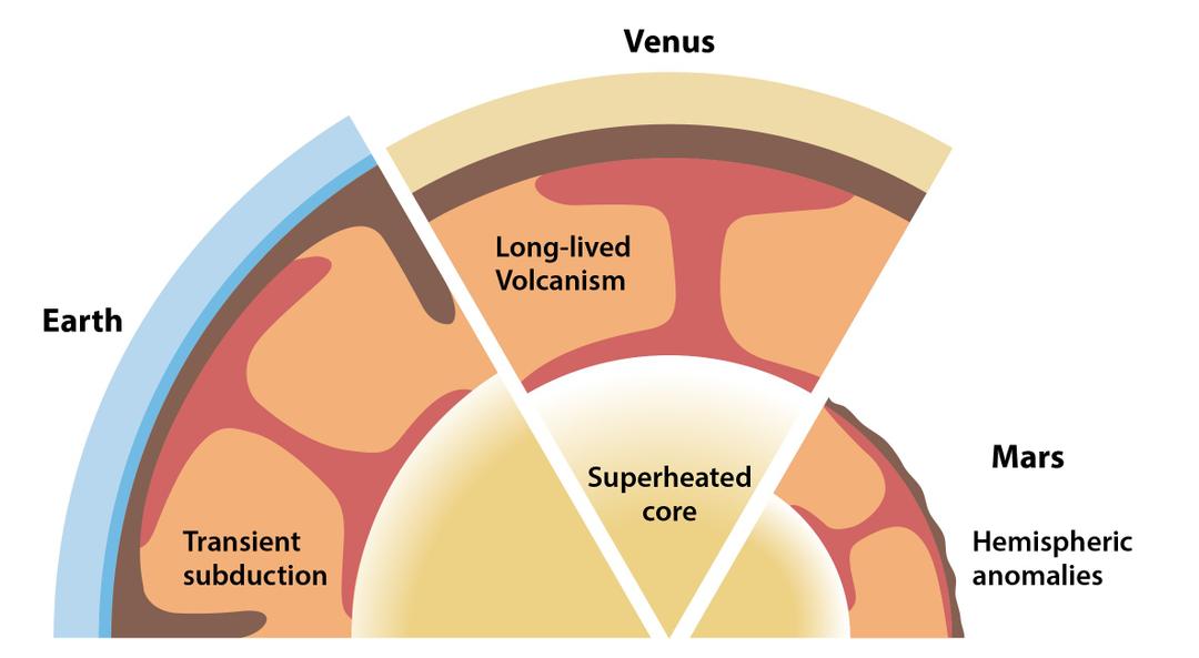 Comparative fates of rocky planets influenced by late accretion