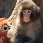 A baby monkey clinging to its stuffed toy makes Japan fall in love