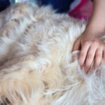 Dogs have a big impact on the air in our homes