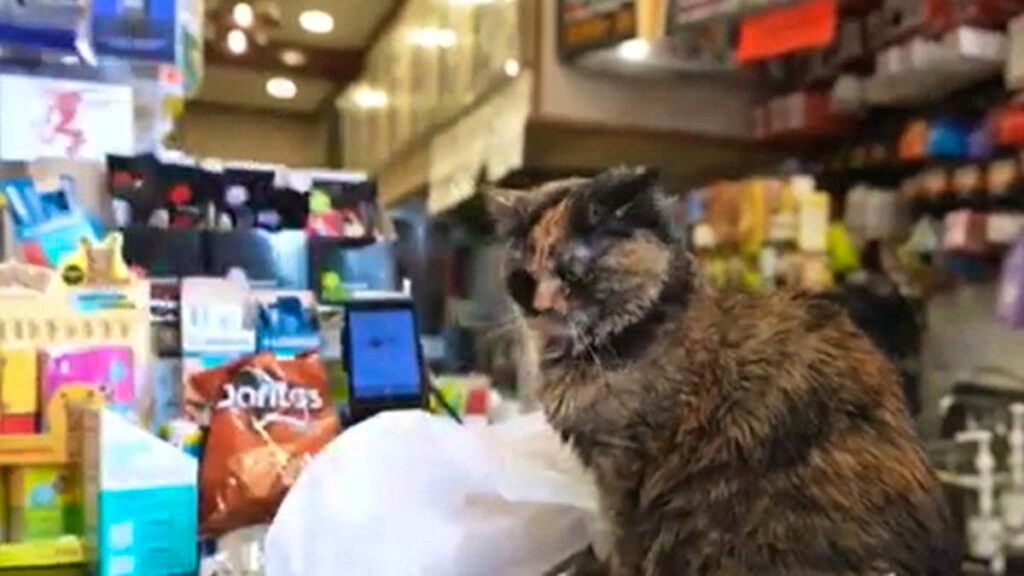 New York wants to legalize cats in its grocery stores