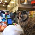 New York wants to legalize cats in its grocery stores
