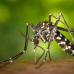 Like us, mosquitoes hide when it’s too hot