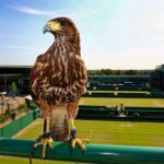 Rufus, the star bird of prey who protects the Wimbledon lawn