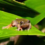 Discovery of a new species of coffee-loving frog