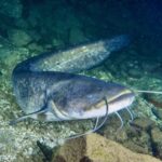 Italy wants to track down the “monster” of Lake Garda