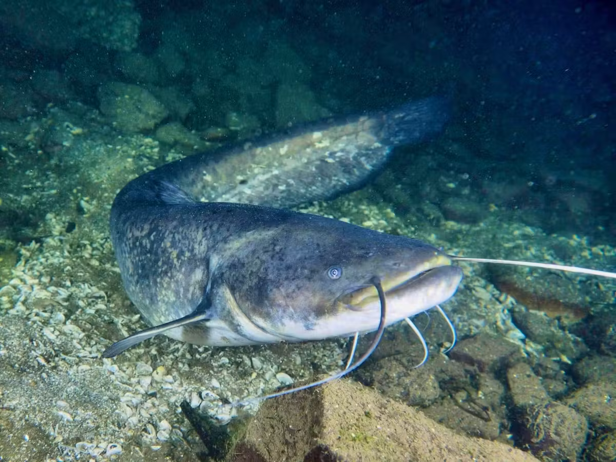 Italy wants to track down the “monster” of Lake Garda