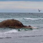 “Timmy” the whale moved for autopsy