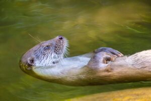 An otter returning to Geneva, after decades of absence
