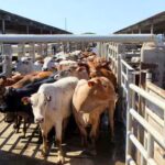 The European Union suspends imports of Brazilian meat