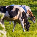 Traces of rubber in Swiss raw milk