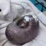 It looks like a potato: a hedgehog loses all its quills